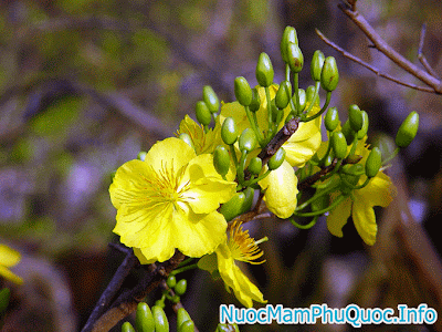 Qua tet tang bieu khach hang than quen y nghia